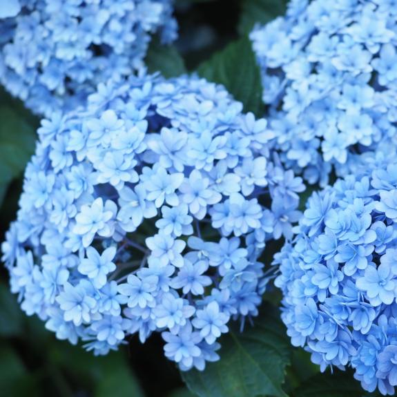 Hydrangeas for Sale Buy Hydrangea Plants in Bulk Melbourne